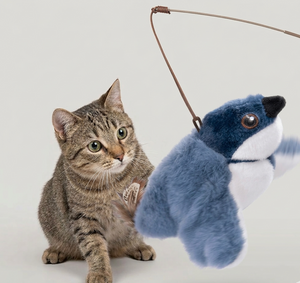 Cat Toys & More